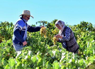 Cappadocia: Private Half-Day Vineyards & Wine Tasting Tour