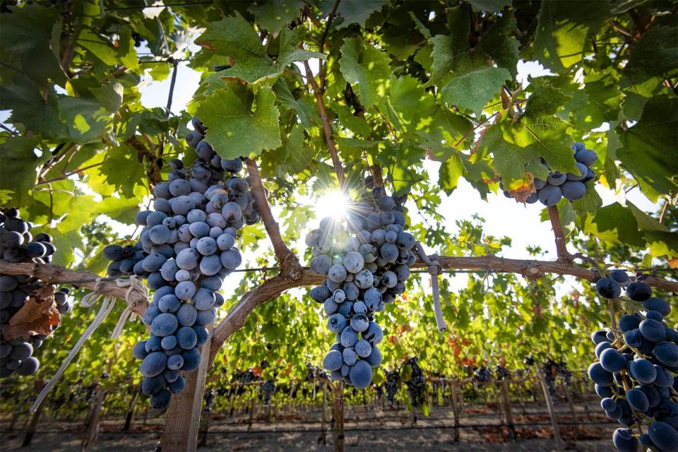 Cappadocia: Private Half-Day Vineyards & Wine Tasting Tour - Meeting Local Winegrowers