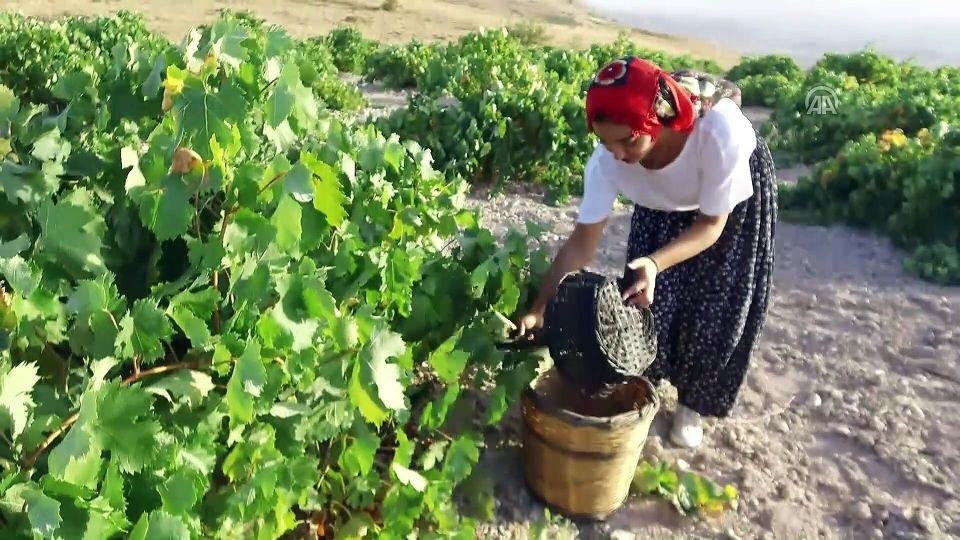 Cappadocia: Private Half-Day Vineyards & Wine Tasting Tour - Who Will Enjoy This Tour Most?
