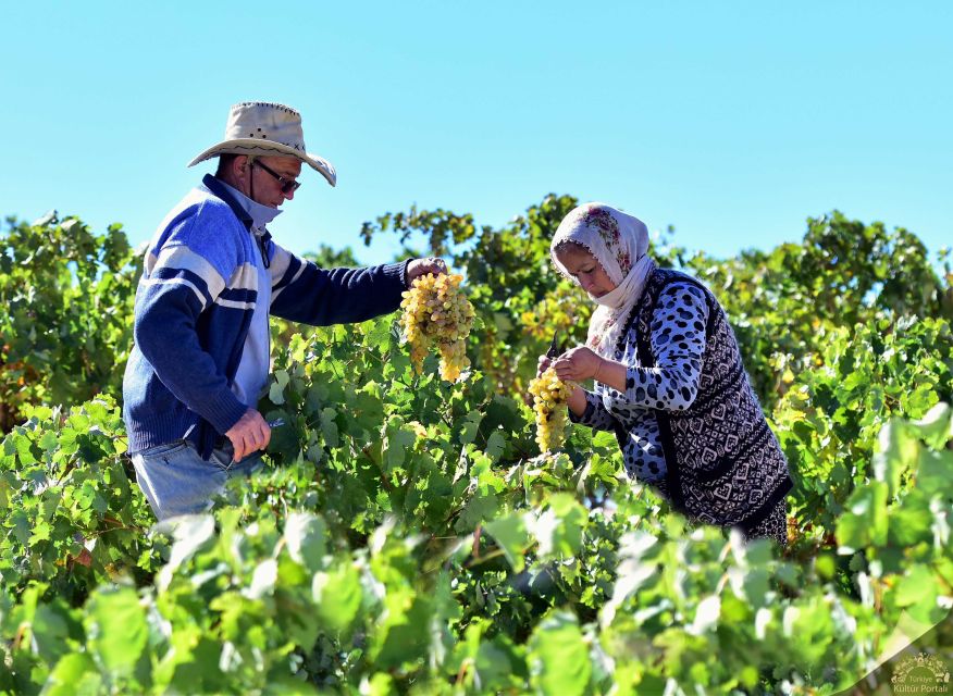 Cappadocia: Private Half-Day Vineyards & Wine Tasting Tour - Driving Through the Vineyard Country